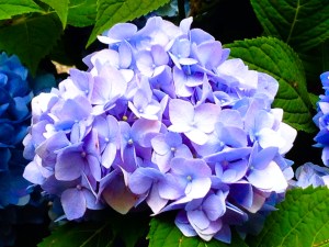 nyc single hydrangea-1
