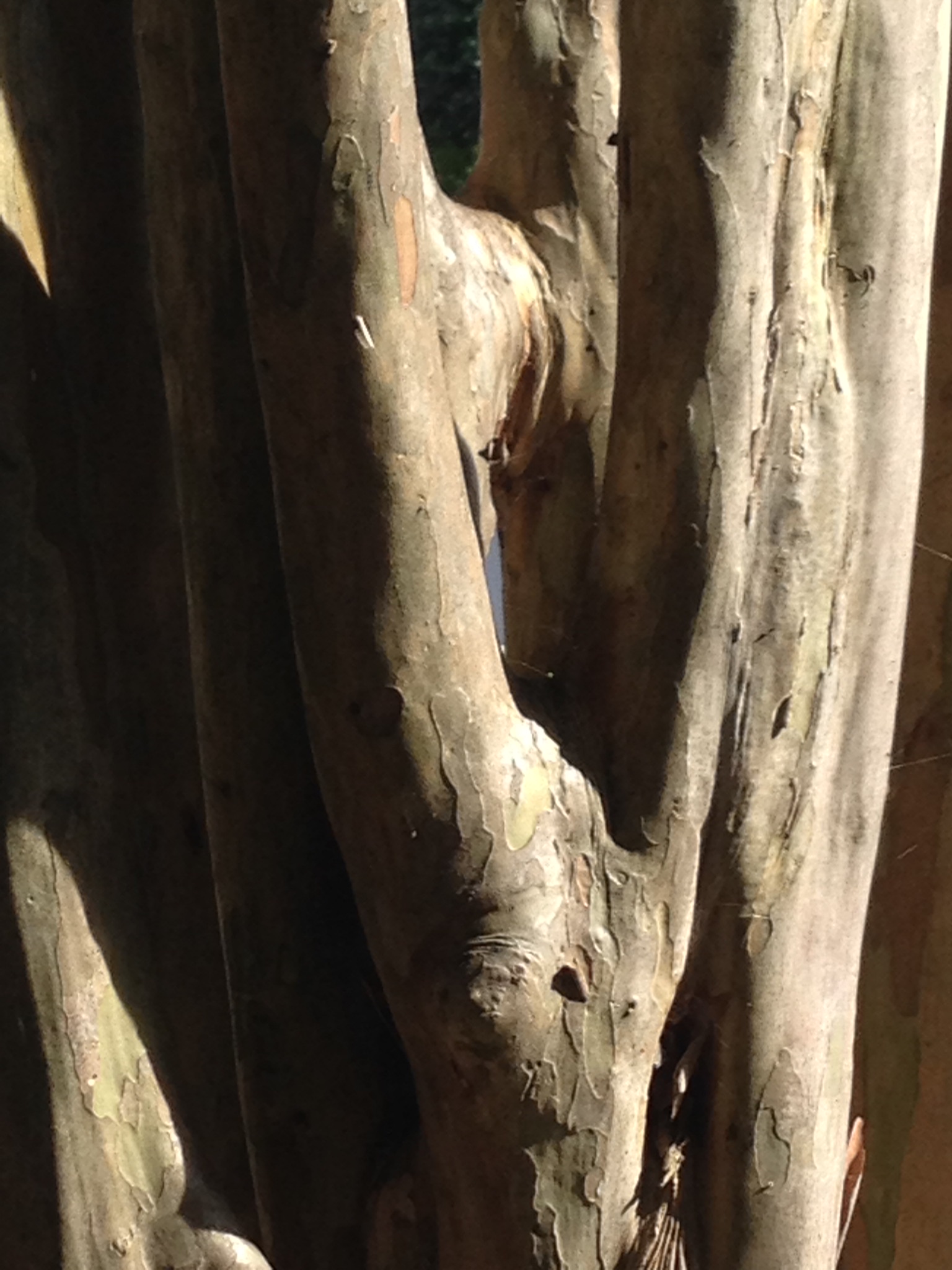 4F4DC827-CC42-4EF0-8DA0-1F818B2DBDAF